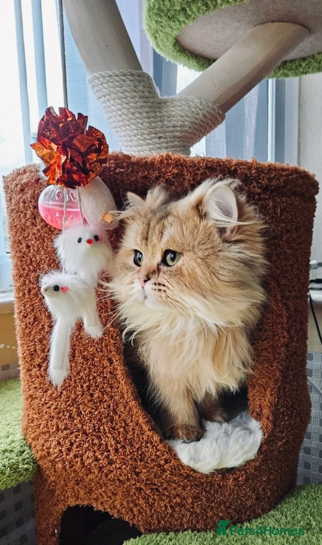 Persian cats for sale: Persian male cat 2 y.o. Not neutered - Advert 1