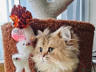 Persian cats Persian male cat 2 y.o. Not neutered - Advert 8