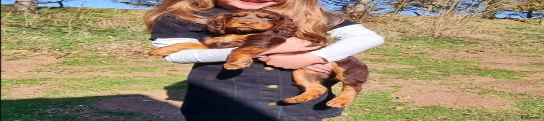 Cocker Spaniel Puppy 1