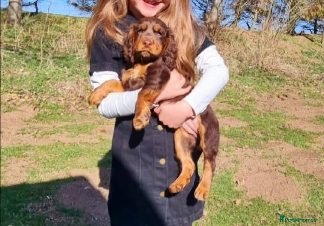 Cocker Spaniel dogs for sale: Kc registered puppies field trial pedigree - Image 4