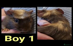 Guinea Pig rodents for sale: Male Guinea pig - Image 1
