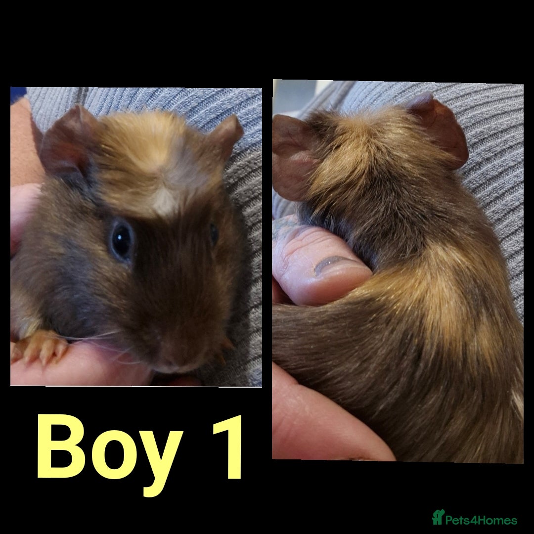 Guinea Pig rodents for sale: Male Guinea pig - Image 1
