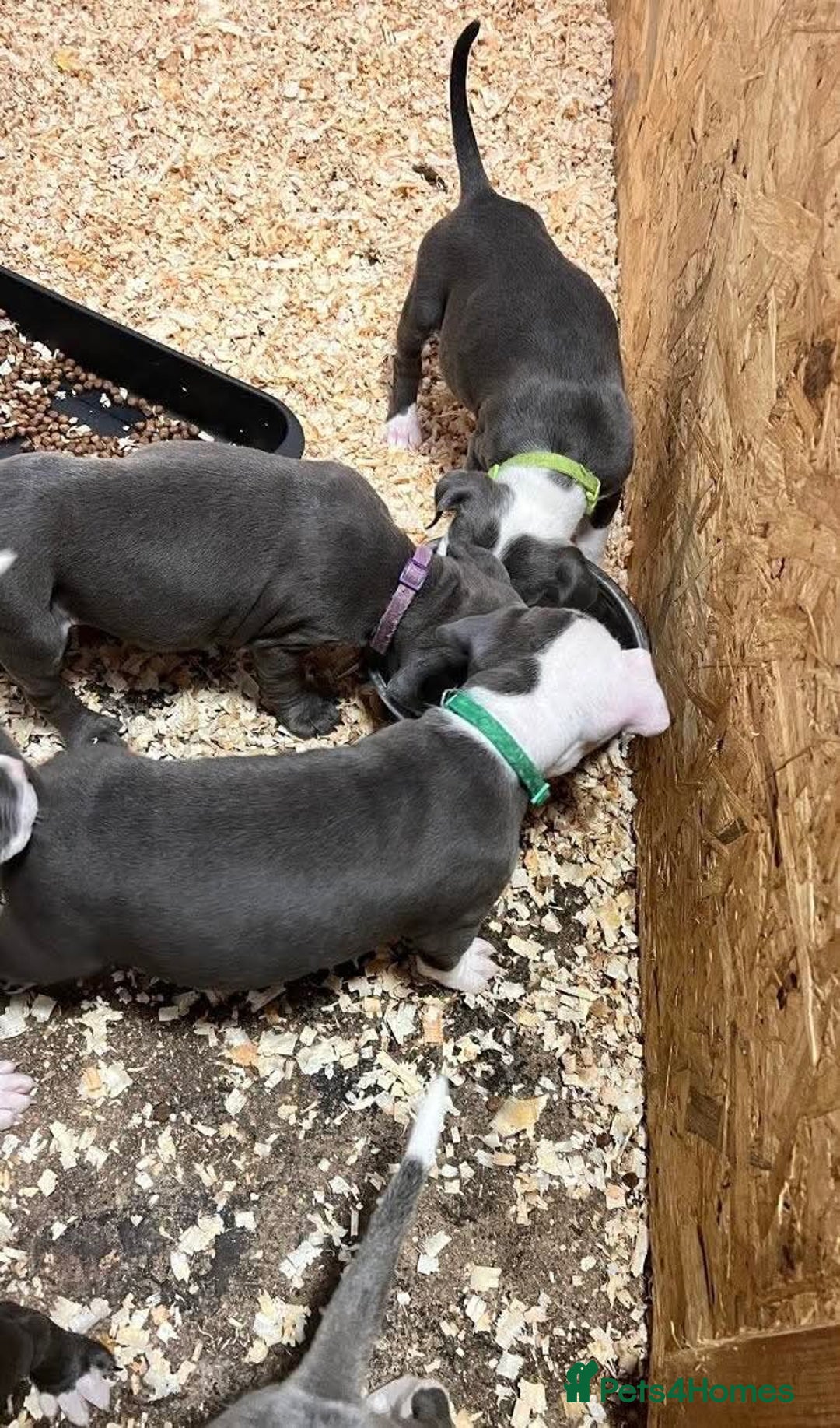 Staffordshire Bull Terrier dogs for sale: 🐶🐾Staffordshire puppies ❤️🐶 - Image 2