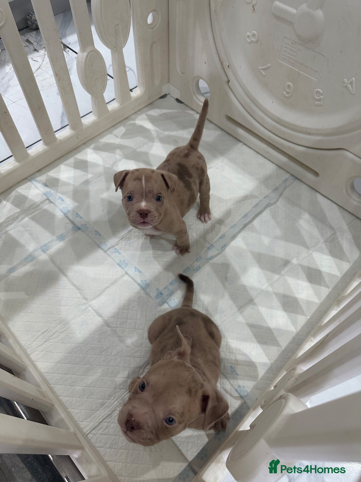 American Bully dogs Pocket bully puppies  - Advert 2
