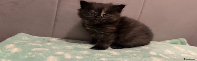 Mixed Breed Kitten 4