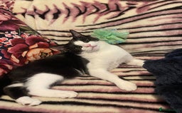 Mixed Breed cats for sale: Male kitten - Advert 17