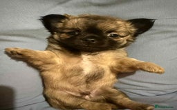 Chihuahua dogs for sale: Tiny Long-Haired Chihuahua Puppies - Image 16