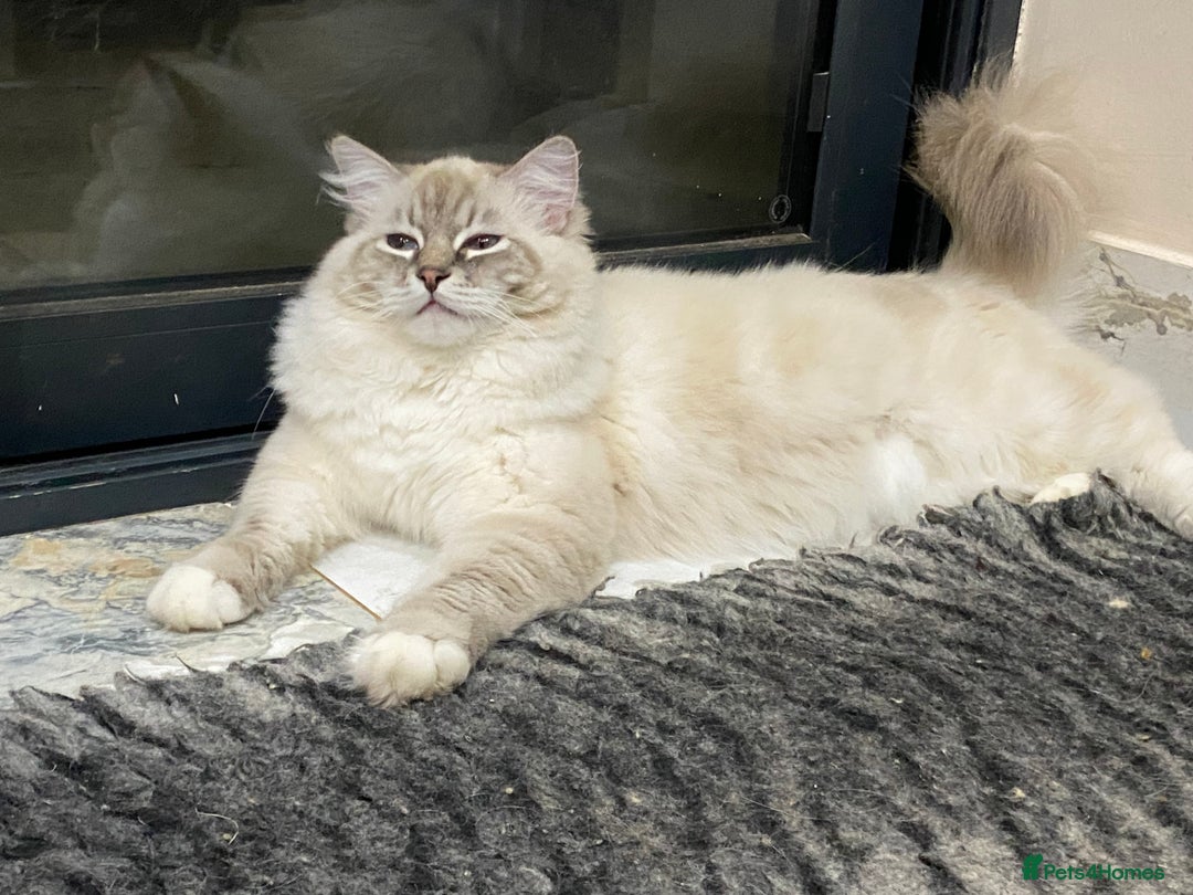 Ragdoll cats for sale: Blue Lynx TICA boy  - Image 4