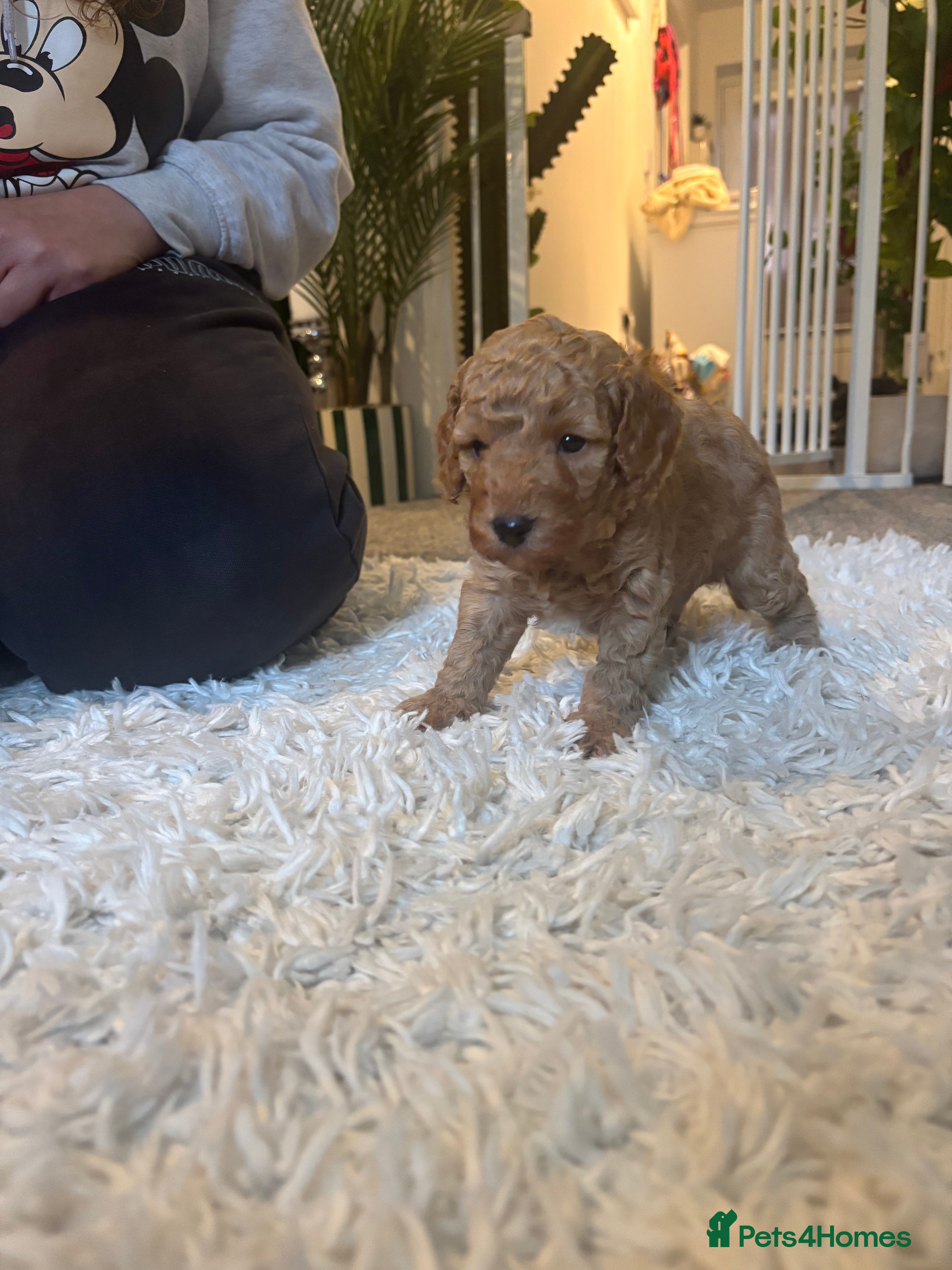 Cockapoo dogs ⭐️Stunning cockapoo puppys ⭐️ - Advert 15