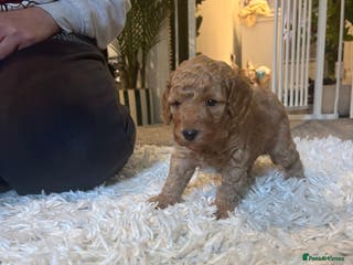 Cockapoo dogs ⭐️Stunning cockapoo puppys ⭐️ - Advert 15
