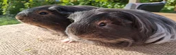 Guinea Pig rodents for sale: 2 very pretty sheltie boys - Advert 2