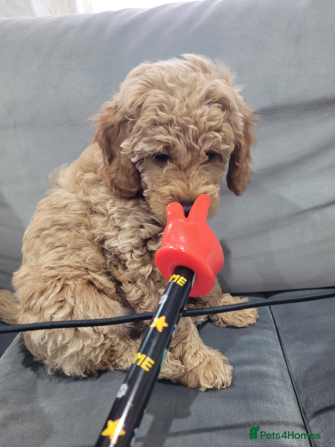 Cockapoo dogs for sale: Sold ! Sweet boy cockapoo - Advert 3