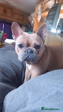 French Bulldog dogs in King's Lynn - Advert 9