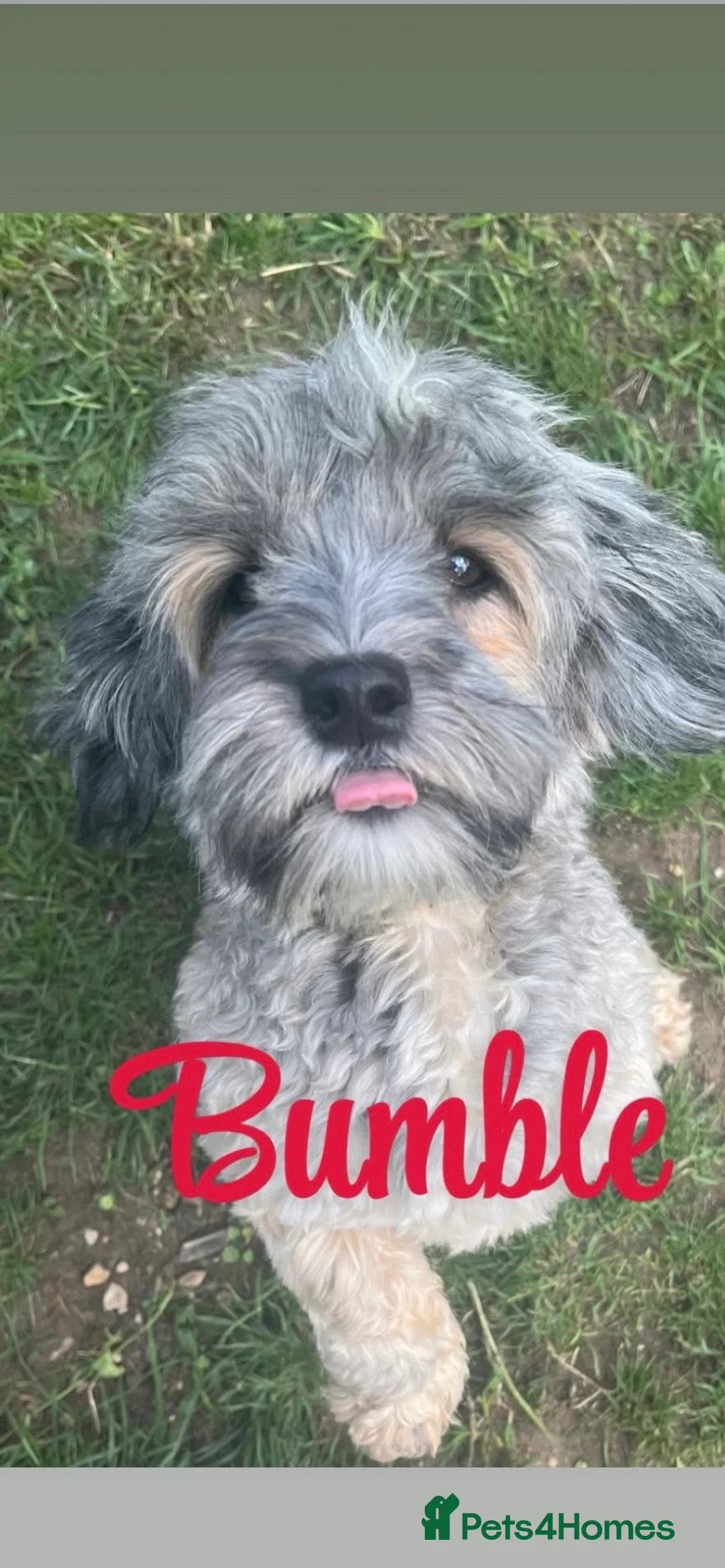 Havanese dogs for sale: Fully vaccinated kc registered girl pup - Advert 7