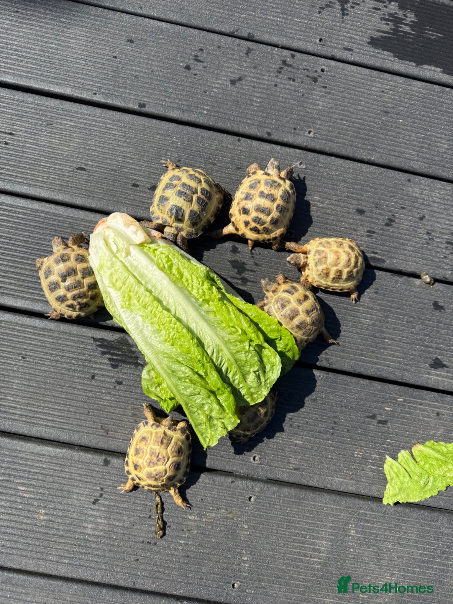 Tortoise reptiles Horsefield Tortoise CB juvenile 100mm min. 1 year  - Advert 19