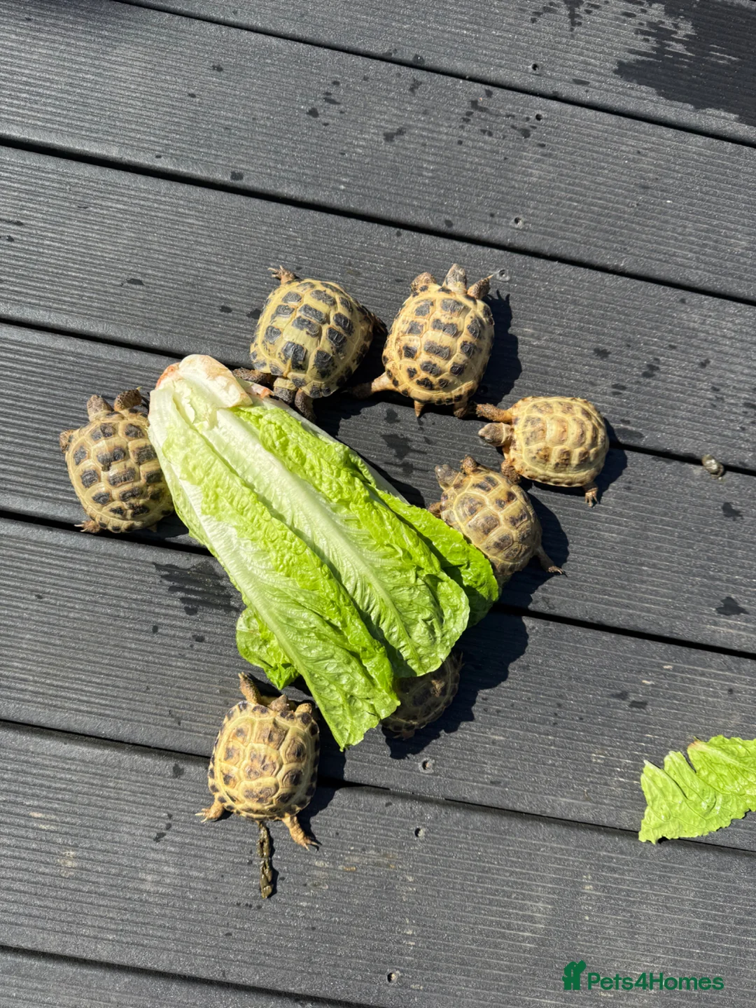 Tortoise reptiles for sale: Horsefield Tortoise CB juvenile 100mm min. 1 year  - Advert 2