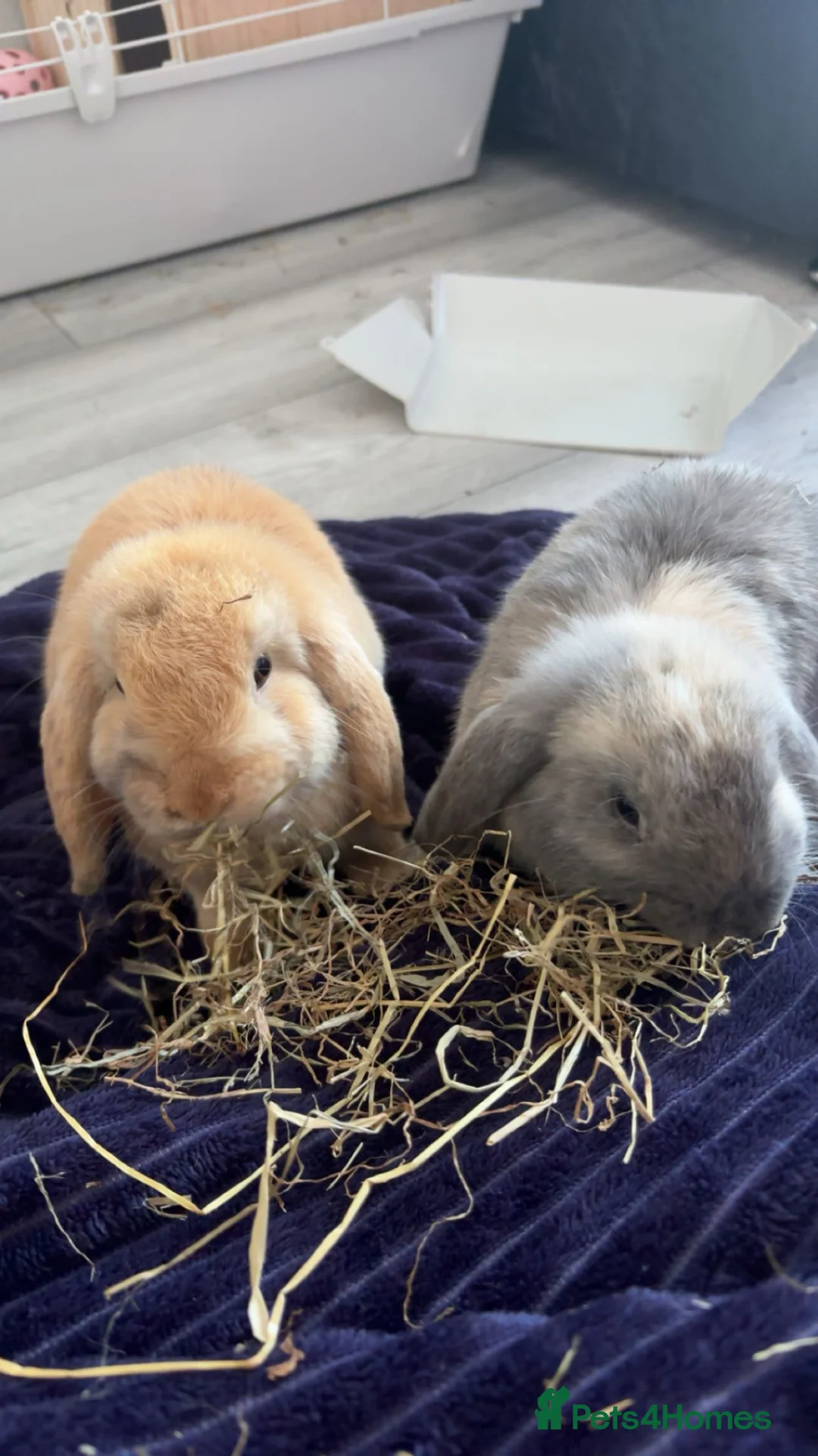 Mini Lop rabbits for sale: 2 Lop bunnies for sale  in Birmingham - Advert 2
