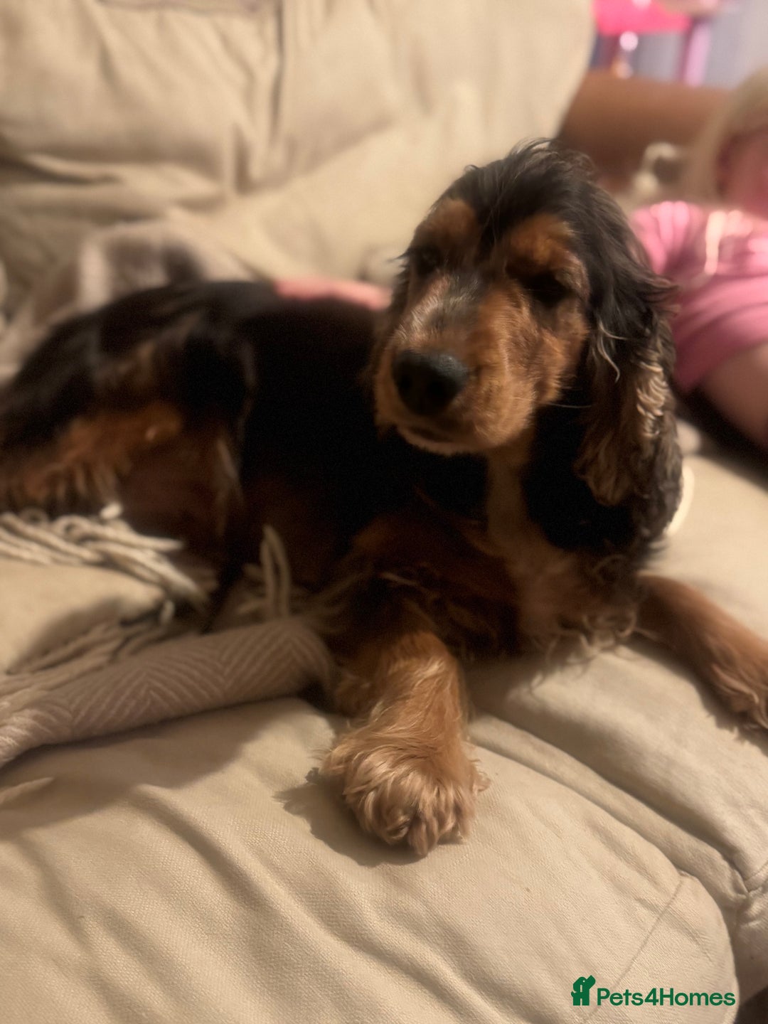 Cocker Spaniel dogs for sale: Gorgeous KC Show Cocker Spaniel Puppies - Advert 20