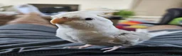 Cockatiels birds for sale: Handsome male cockatiel  - Advert 5