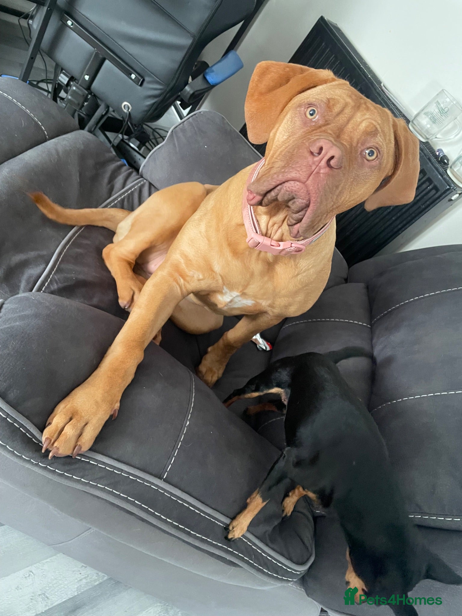 Dogue De Bordeaux dogs Dogue de Bordeaux Rehoming  - Advert 13
