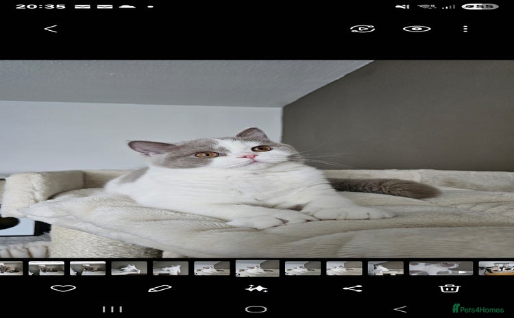 British Shorthair cats - Advert 14