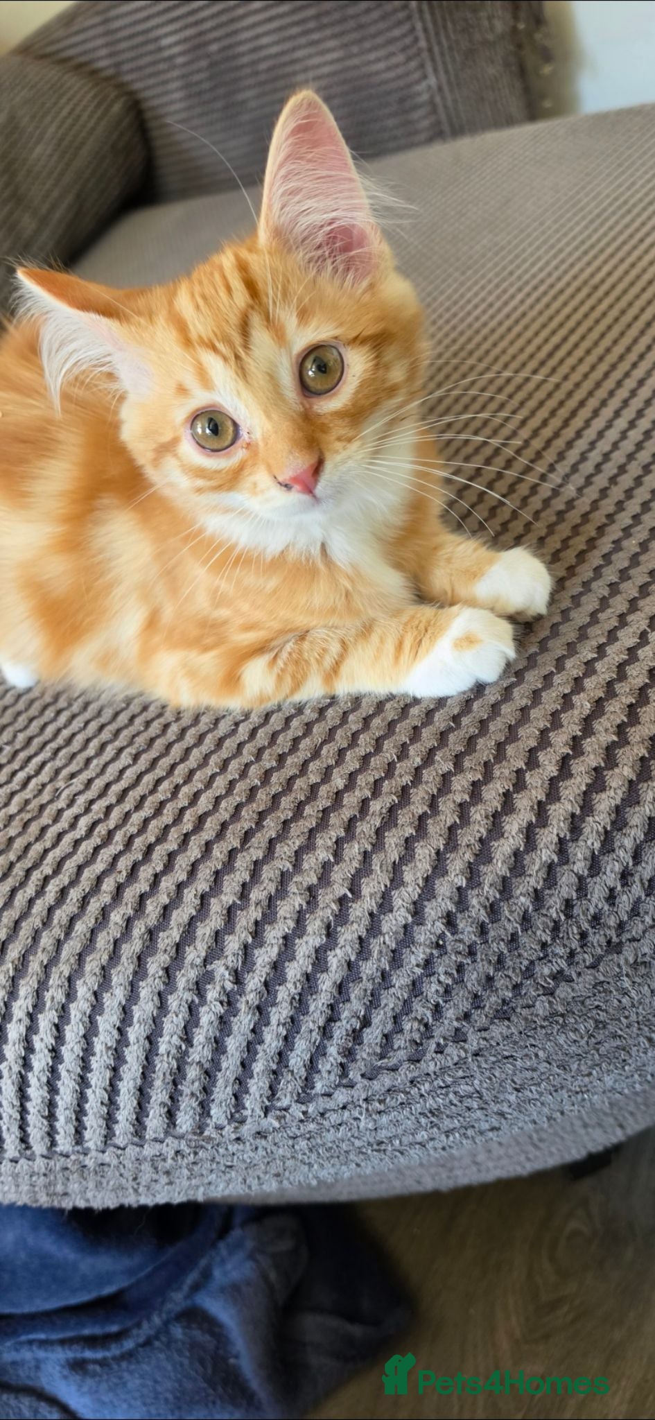 Mixed Breed cats Beautiful Long haired kittens  - Advert 2
