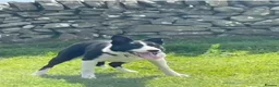 Border Collie dogs for sale: 1 beautiful male border collie pup  - Advert 4