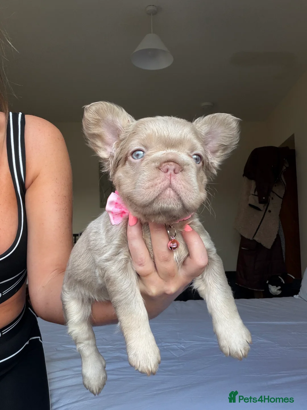 French Bulldog dogs for sale: French bulldog  - Advert 20
