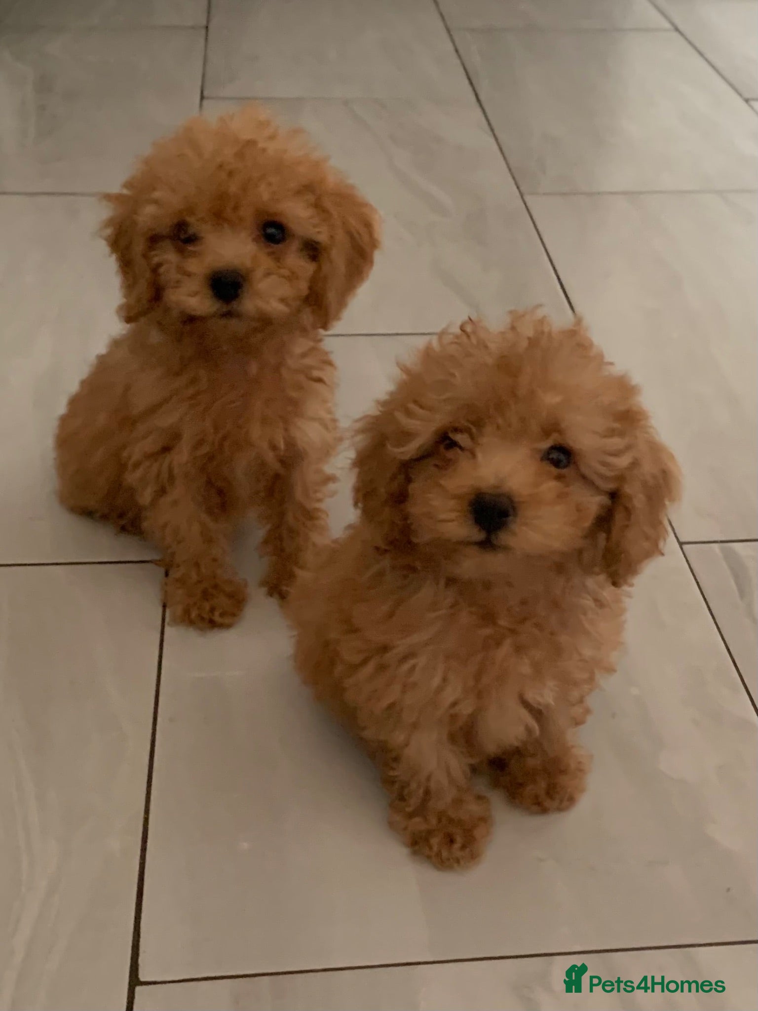 Cockapoo dogs Amazing DNA/BVA CLEAR toy cockapoo puppies  - Advert 13