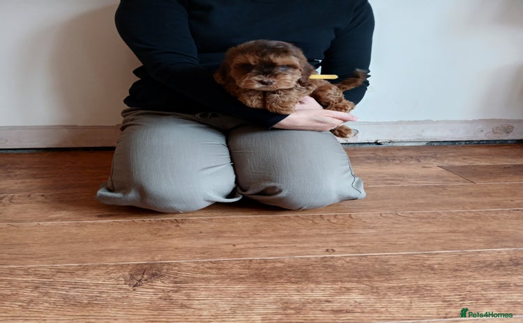 Cockapoo dogs - Advert 3