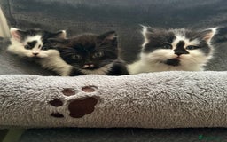 Persian cats for sale: Persian x kittens - Image 1