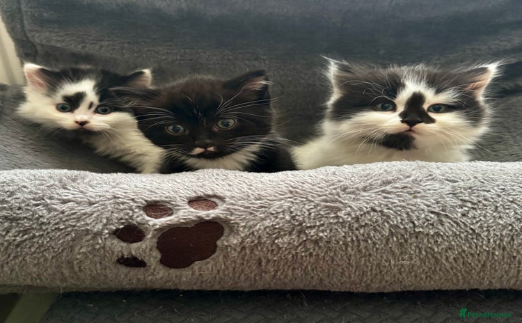 Persian cats - Advert 1