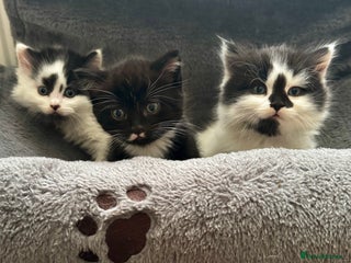 Persian cats - Advert 26