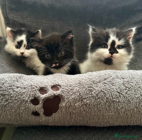 Persian cats - Advert 1