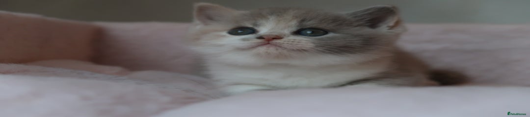 British Shorthair Kitten 1