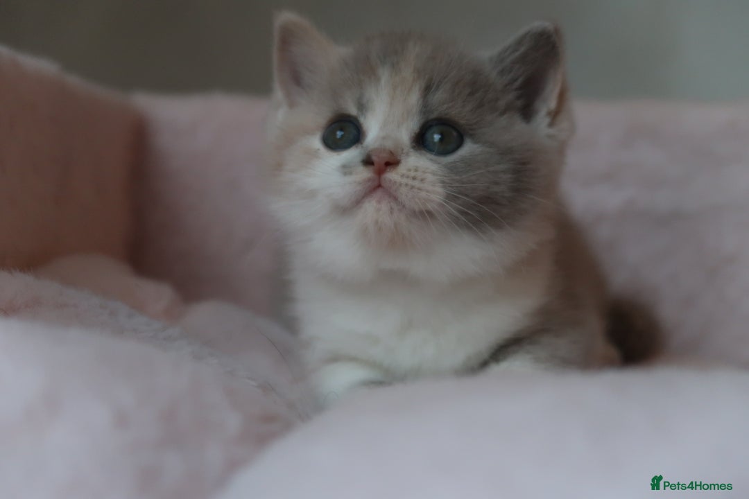 British Shorthair cats for sale: BSH/BLH Females TICA Reg  - Image 2