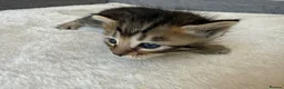 Bengal cats for sale: 🐾 Beautiful Bengal x Maine Coon Kittens 🐾 - Advert 21