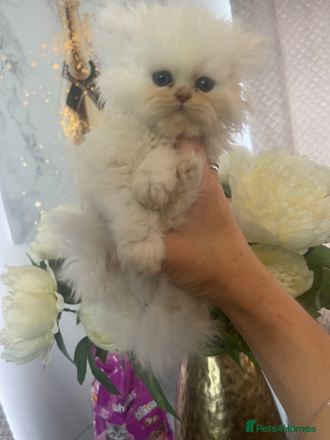 Persian cats for sale: Chinchilla Persian kittens  - Image 10