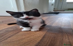Mixed Breed cats for sale: Cute Furry Friends Ready to find new home. - Image 31