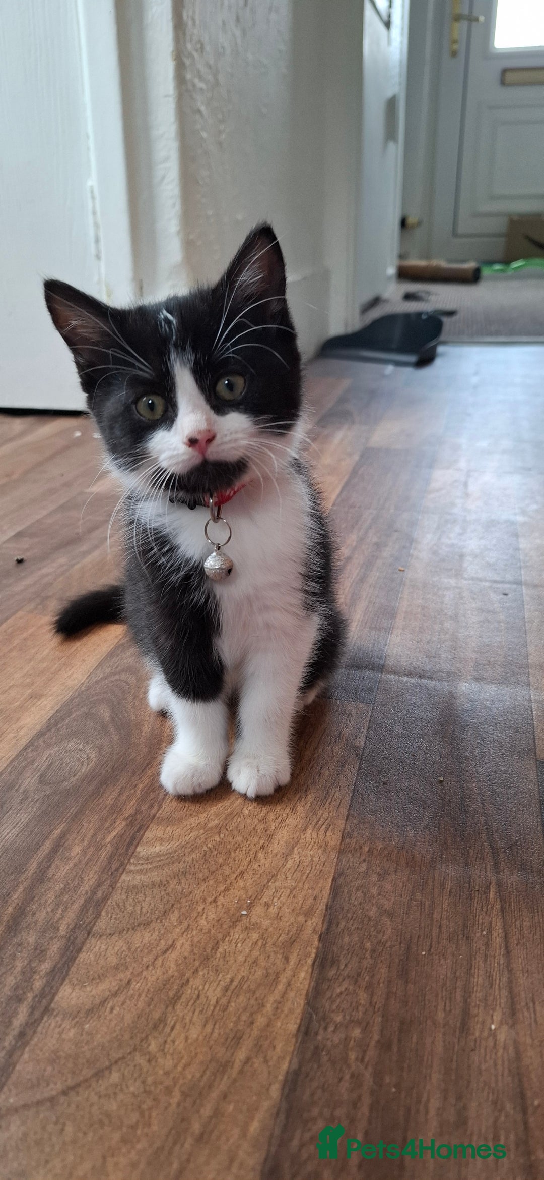 Mixed Breed cats for sale: Cute Furry Friends Ready to find new home. - Image 31