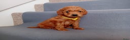 Goldendoodle dogs for sale: Gorgeous F1b Goldendoodles - Advert 6