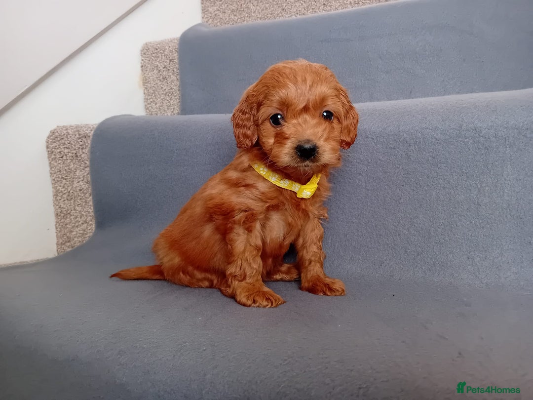 Goldendoodle dogs for sale: Gorgeous F1b Goldendoodles - Advert 6