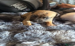 Mixed Breed dogs for sale: Puppies - Image 6