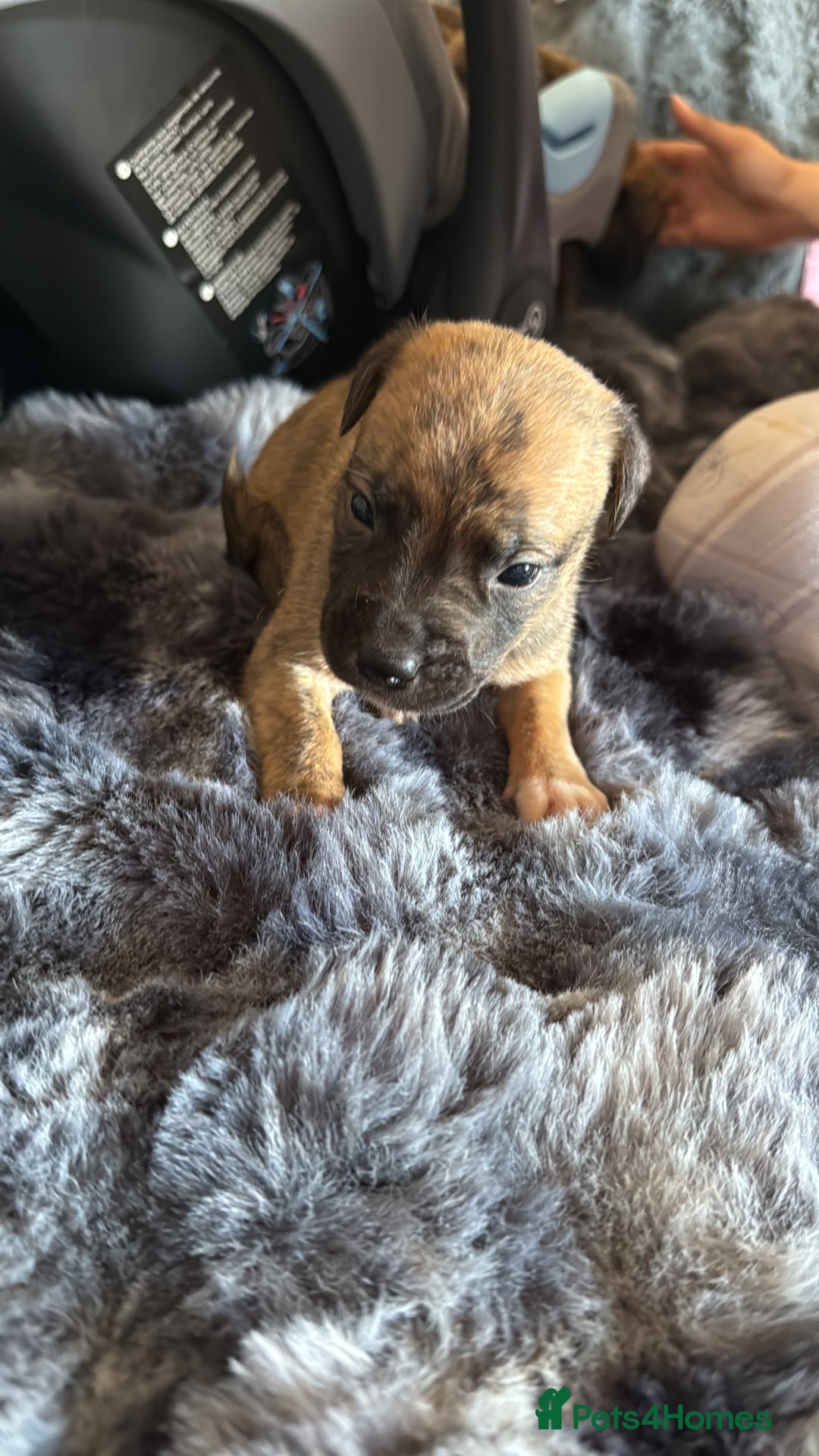 Mixed Breed dogs for sale: Puppies - Image 6