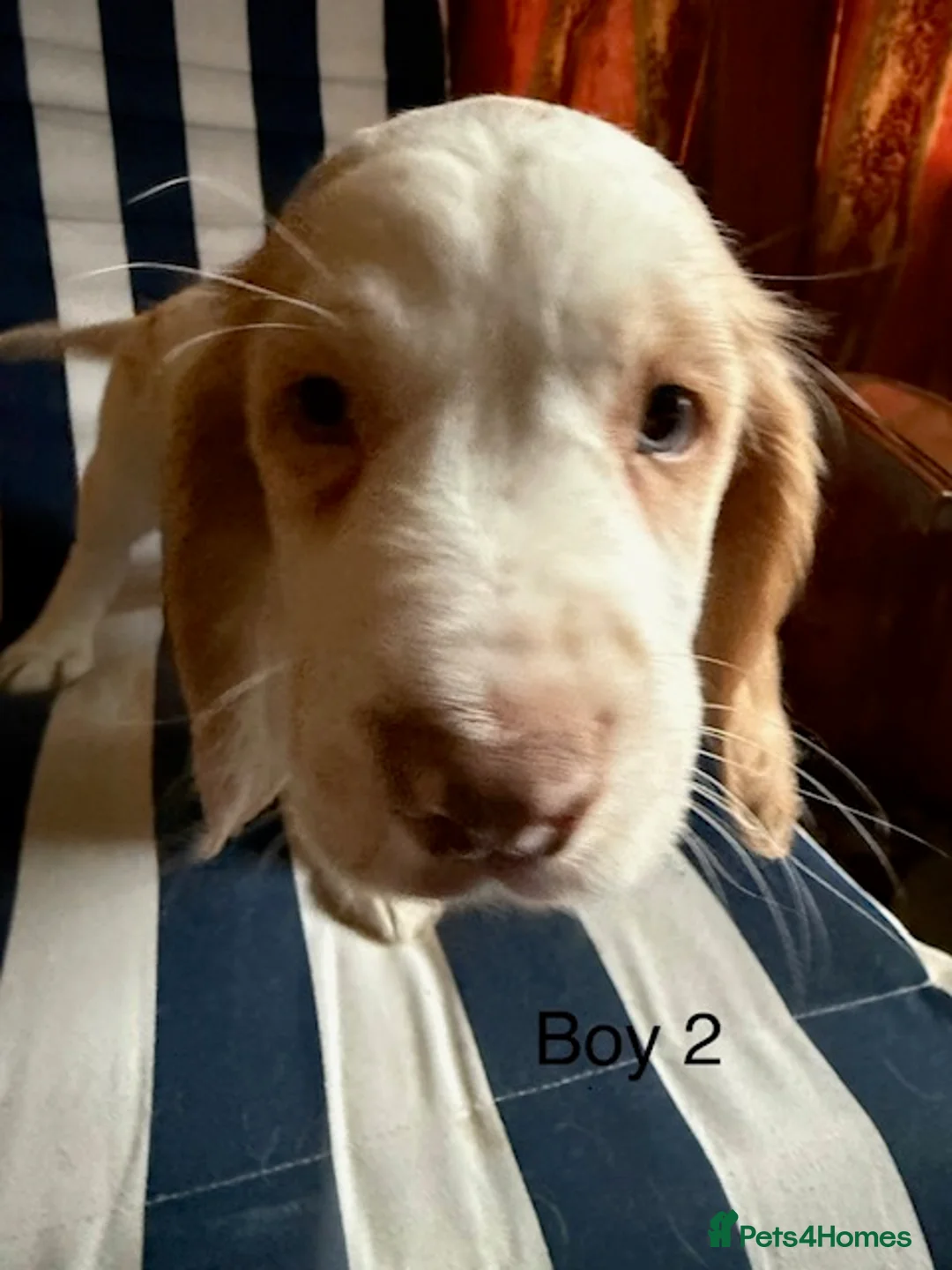 English Springer Spaniel dogs for sale: Springer Spaniel Puppies - Advert 12