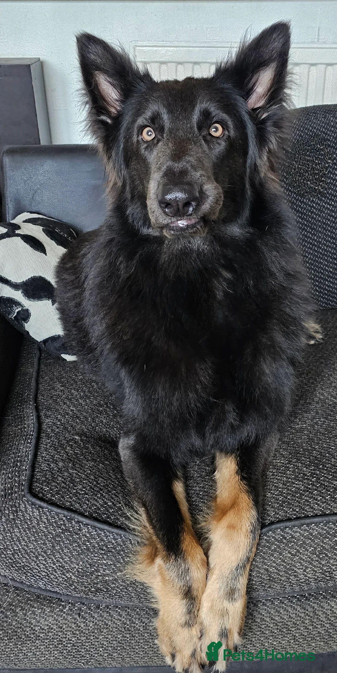 German Shepherd dogs for stud: PROVEN KC REG STRAIGHT BACK BLUE BICOLOUR in Redditch - Advert 5