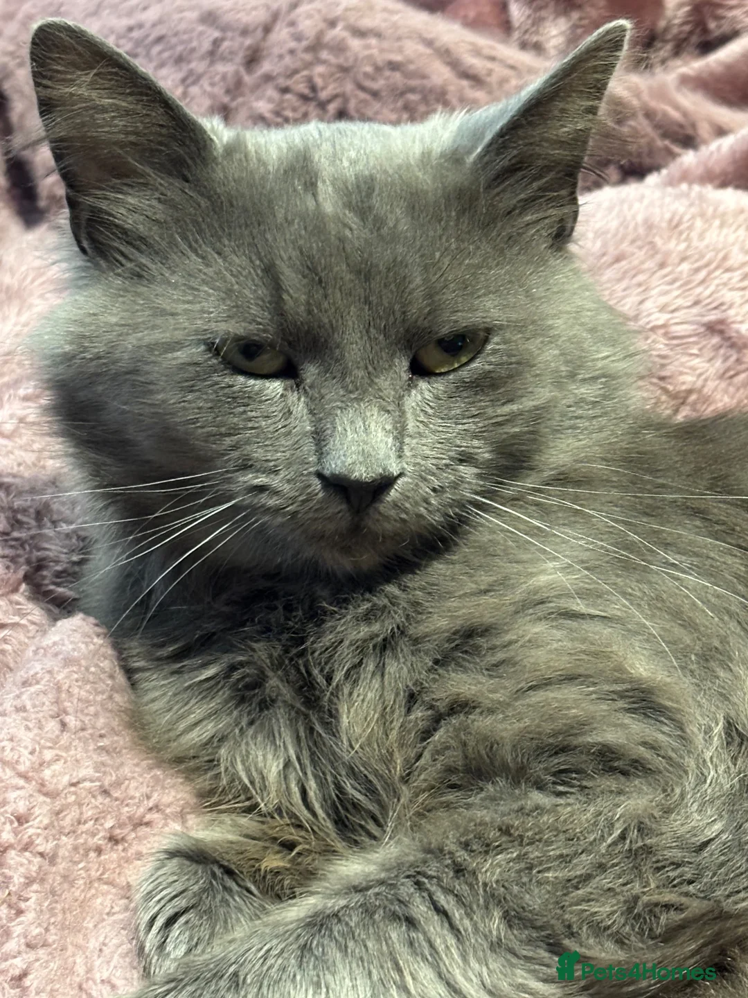Nebelung cats for sale: Nebulung kittens - Advert 9