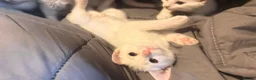 Mixed Breed cats for sale: 9 Loving Kits ready to go to their new homes - Advert 20