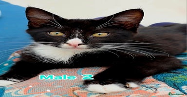 Mixed Breed cats - Advert 16