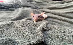 Rat rodents for sale: 2 rats for sale one dumbo rat and one normal rat  - Image 2